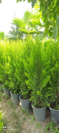 عکس باغ گل آیریس