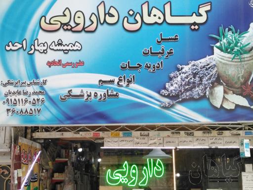 گیاهان دارویی همیشه بهار