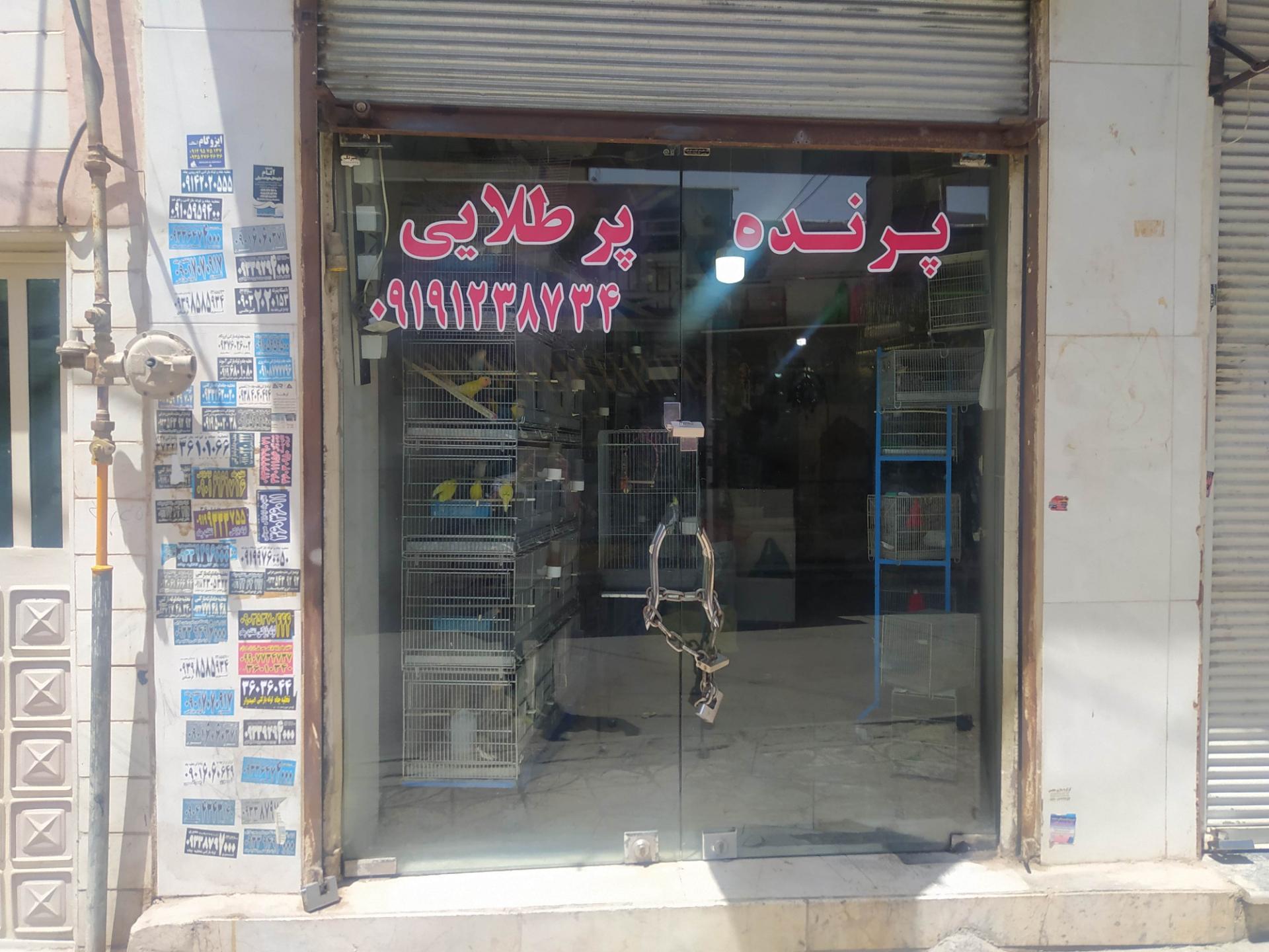 عکس پرنده فروشی پر طلایی 