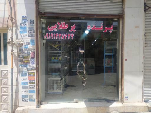 عکس پرنده فروشی پر طلایی 