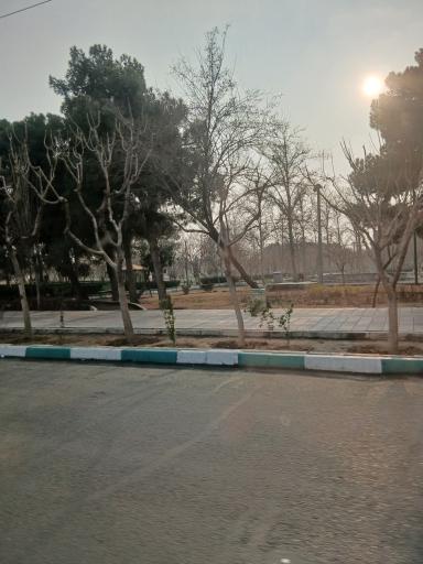 عکس بوستان زیتون