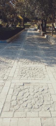 عکس بوستان زیتون
