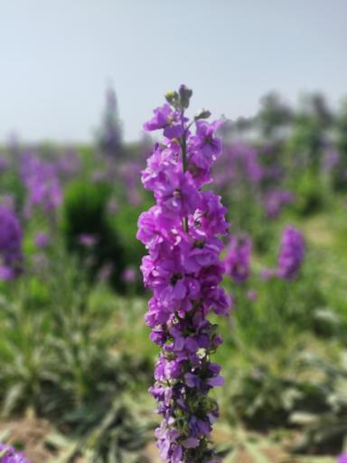 عکس باغ گل 