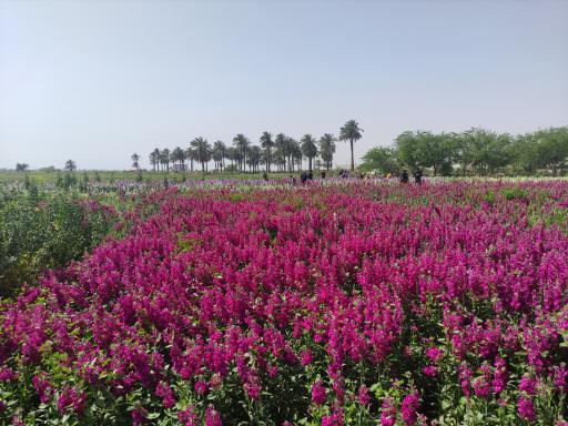 عکس باغ گل 