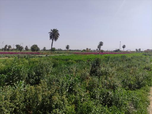 عکس باغ گل 