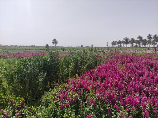 عکس باغ گل 