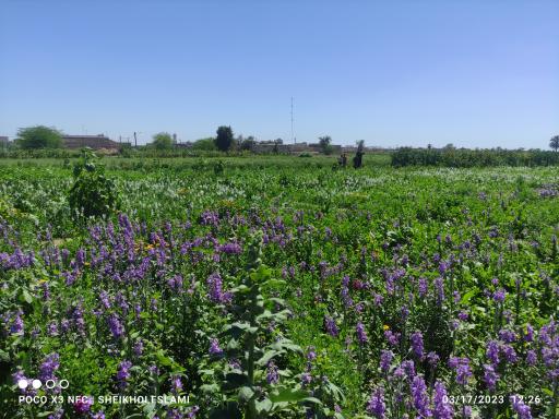 عکس باغ گل 