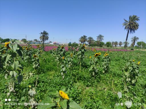 عکس باغ گل 