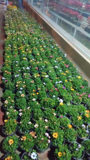 عکس گلکده بونسای 