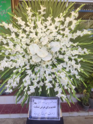 عکس گلکده بونسای 