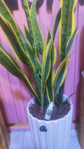 عکس گلکده بونسای 