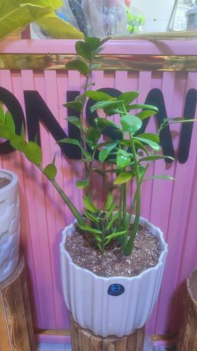 عکس گلکده بونسای 