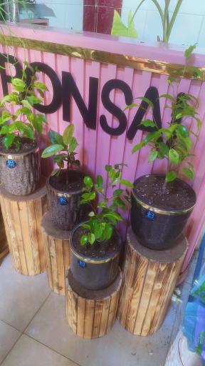 عکس گلکده بونسای 