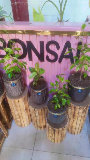 عکس گلکده بونسای 