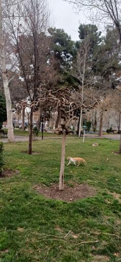 عکس بوستان باغ ملی