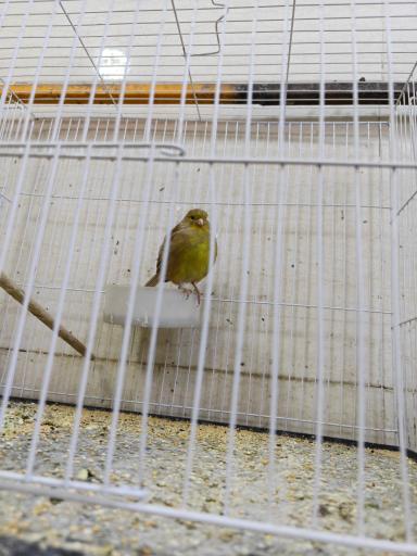 عکس پرنده سرای یاسر