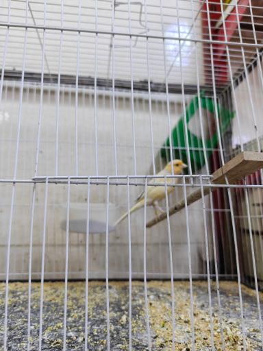 عکس پرنده سرای یاسر