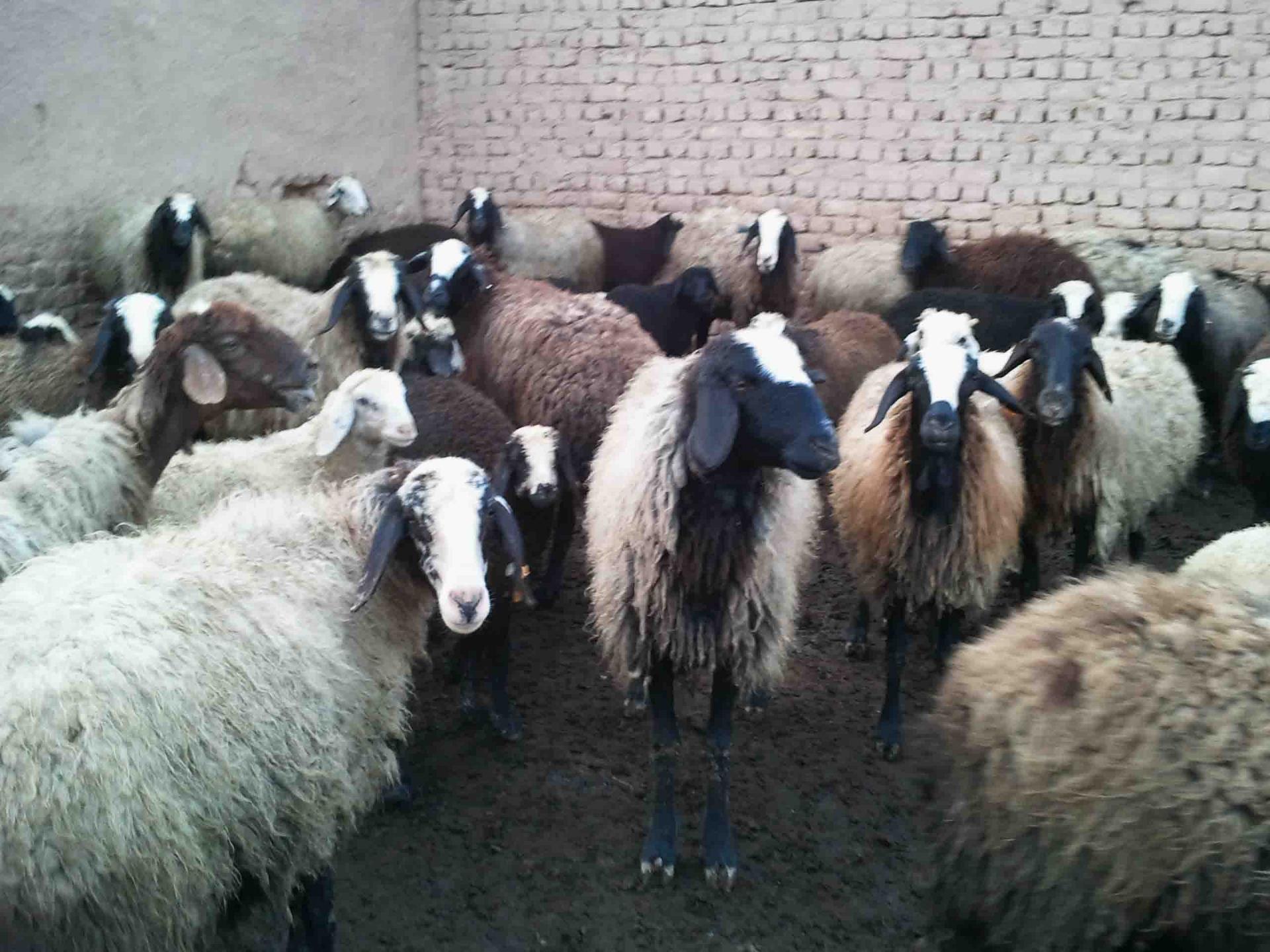 عکس خرید و فروش دام زنده سعیدی