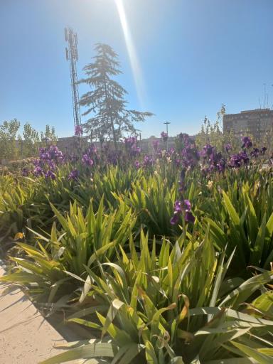 عکس پارک سعدی (فانوس)