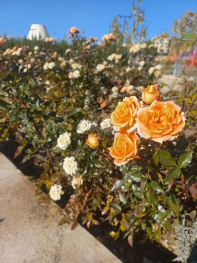 عکس پارک سعدی (فانوس)