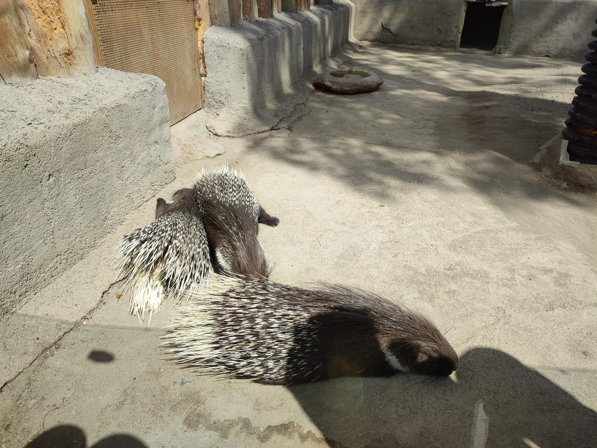 عکس تشی - Indian Crested Porcupine