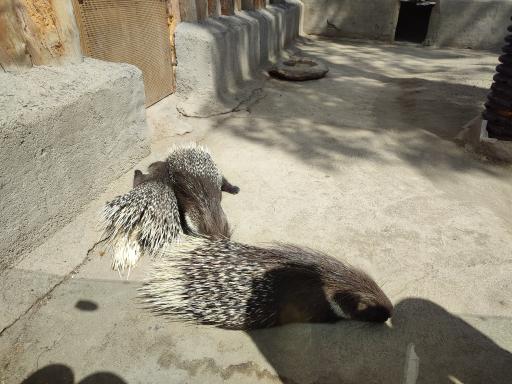عکس تشی - Indian Crested Porcupine