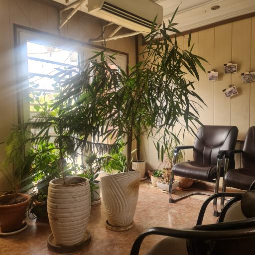 عکس سونوگرافی نرگس