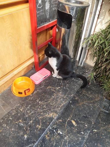 عکس کافه راک