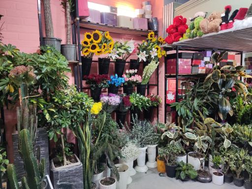 عکس گل باران