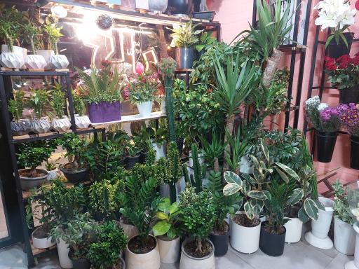 عکس گل باران