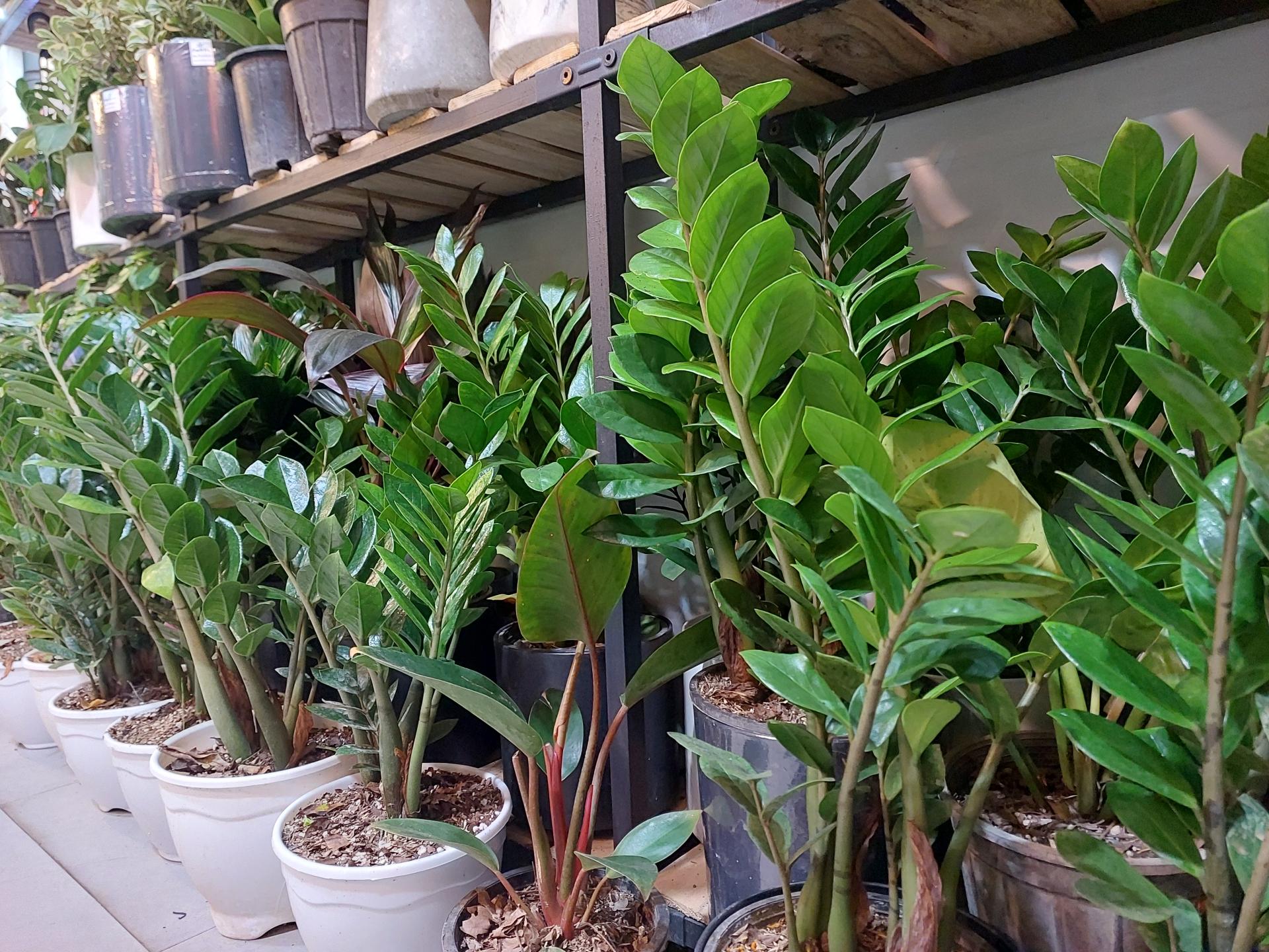 عکس گل باران