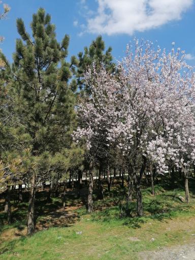 پارک جنگلی شیخ تپه