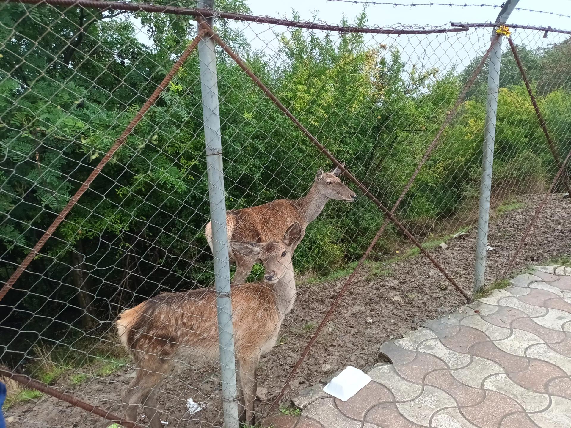 عکس سورتمه ریلی تالش