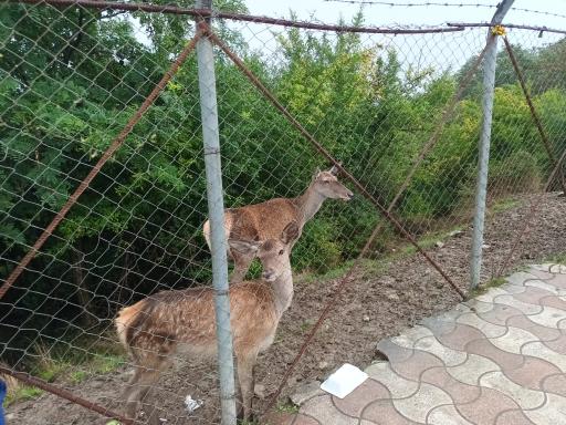 عکس سورتمه ریلی تالش