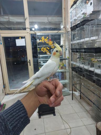 عکس پرنده فروشی پرندگان بهشت