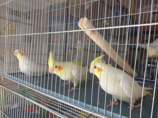 عکس پرنده فروشی پرندگان بهشت