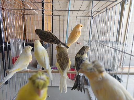 عکس پرنده فروشی پرندگان بهشت