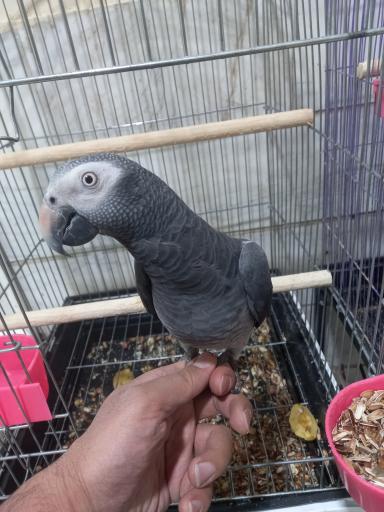 عکس دنیای پرندگان علی 