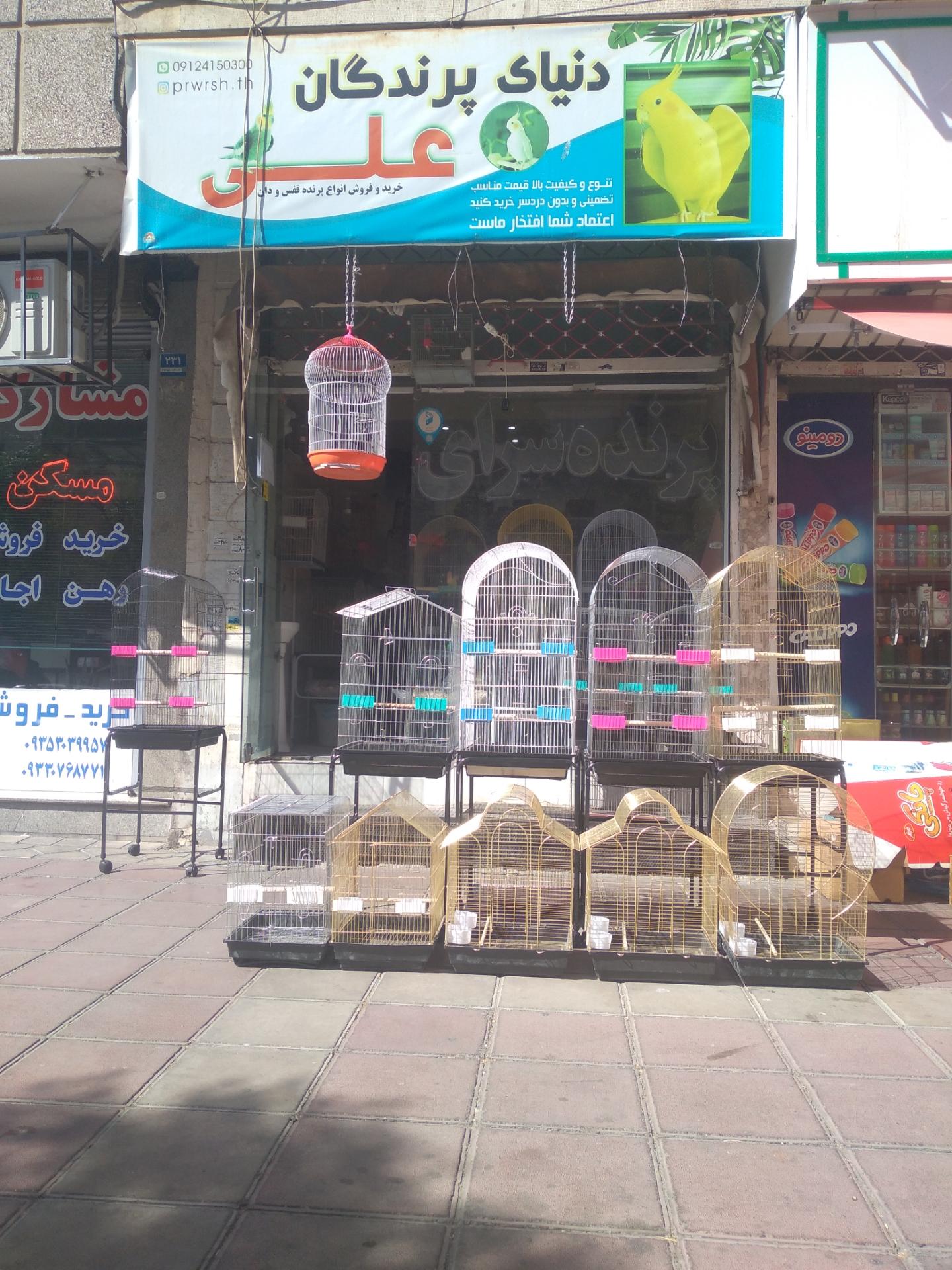 عکس دنیای پرندگان علی 