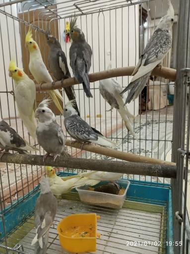 عکس دنیای پرندگان علی 