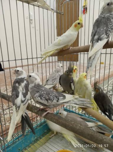 عکس دنیای پرندگان علی 