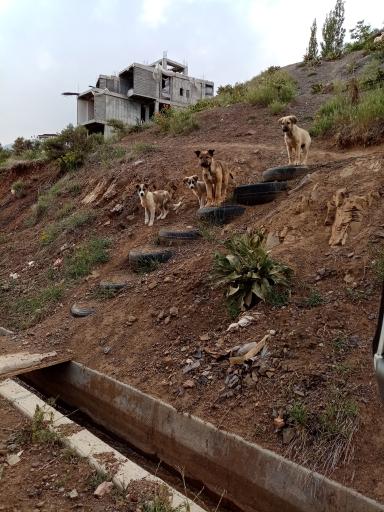 عکس دهکده خوشبختی