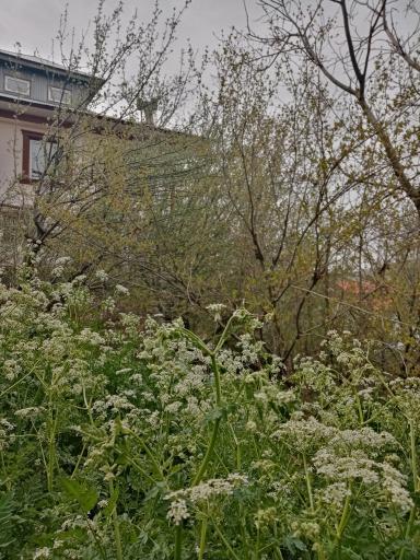 عکس دهکده خوشبختی