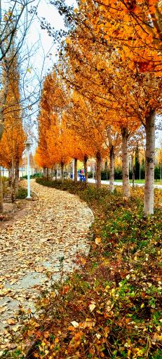 عکس بوستان ترنج