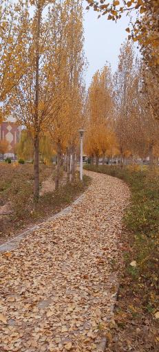 عکس بوستان ترنج