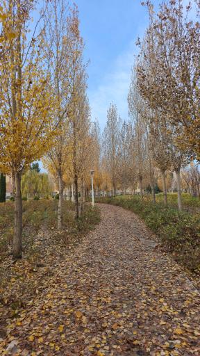 عکس بوستان ترنج