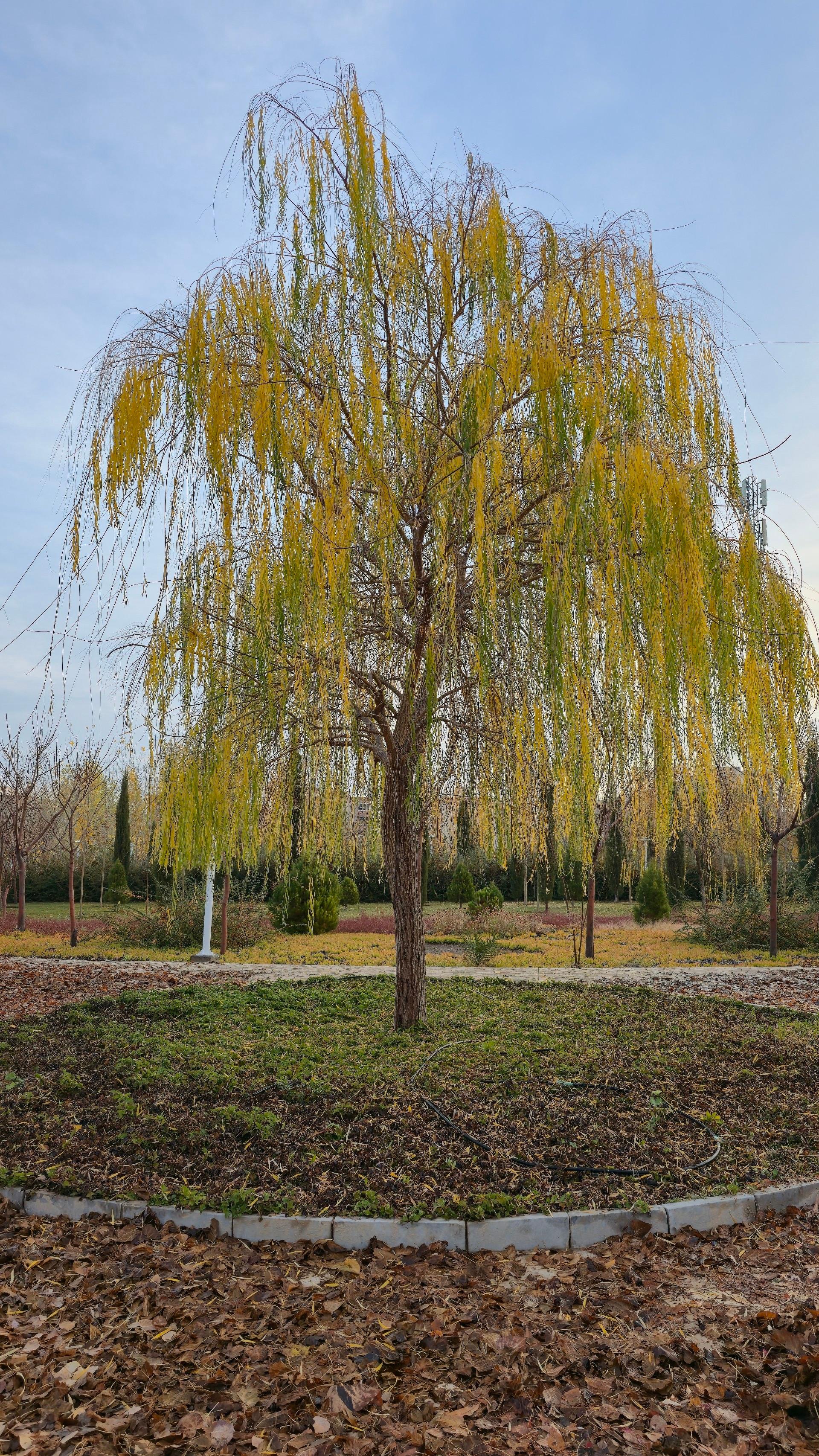 عکس بوستان ترنج