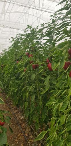 عکس گلخانه مهندس رضارضایی