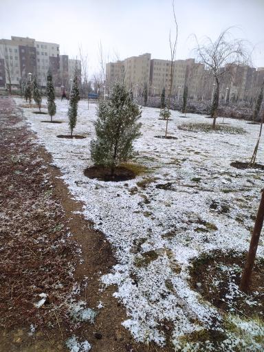 عکس بوستان ترنج