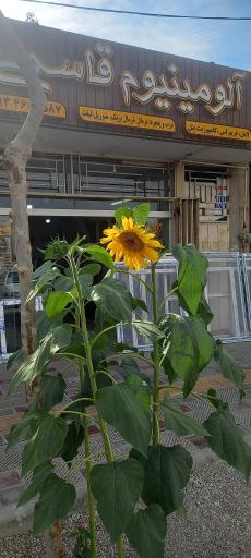 عکس آلومینیوم قاسمی